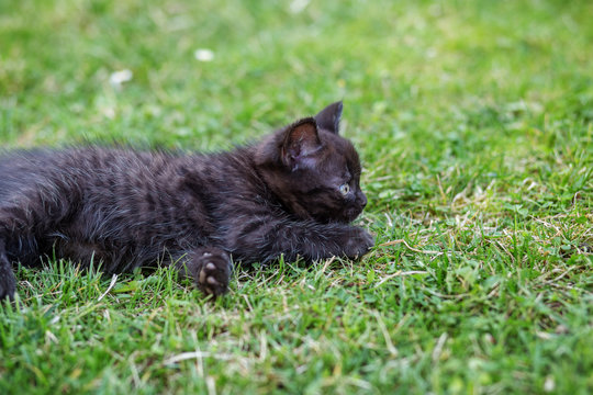 A little black cat lies in the grass. The concept of pets, care.