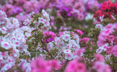 Obraz premium pink flowers in the garden