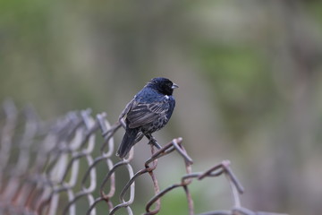 aves varias 