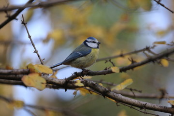 aves varias 