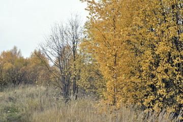 Fototapeta na wymiar autumn landscape with yellow leaves on the trees