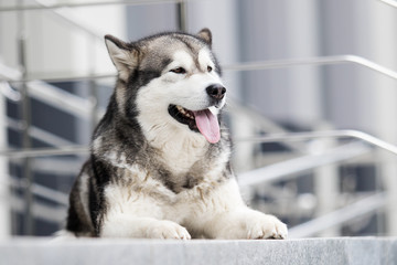 dog in the city, breed Alaskan Malamute
