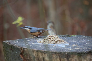 aves varias 