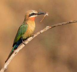 white-fronted bee-eater with a dragonfly catch in its beak