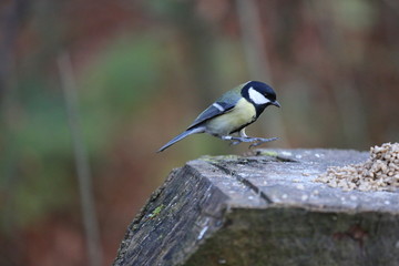 aves varias 