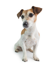 Dog sitting on white background. Jack Russell terrier beautiful portrait