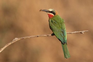 White-fronted bee-eater with a bee catch on a branch