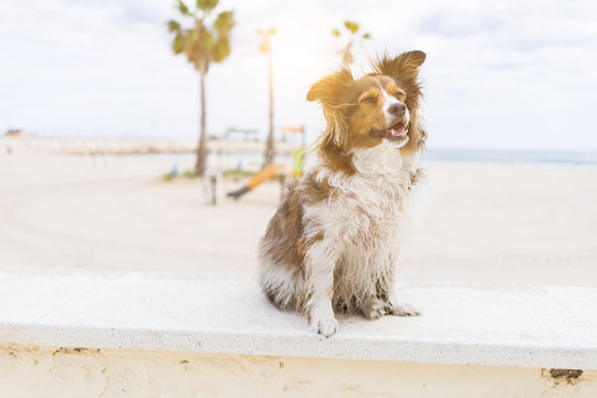 Beautiful dog sitting happy by the beach, enjoying sunny day outdoors