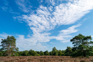 Bright large blue sky background with white clouds and forest glade.  Beautiful summer landscape with heather field against a bright blue sky.
