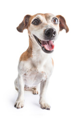 adorable smiling dog Jack Russell terrier on white background. Happy pet looking face