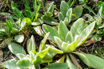 Grass and forest plants close-up. Summer background with green plants close-up and sunlight.