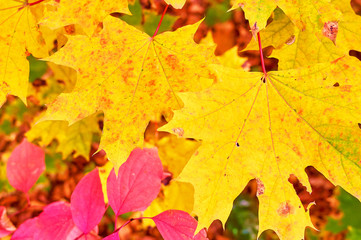 Naklejka na ściany i meble bright yellow maple leaves and bright red purple wild ivy in autumn Park
