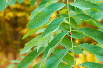ladybug crawls on acacia leaves in autumn forest close-up