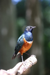 Fototapeta premium aves varias 