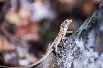 lizard on rock