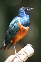aves varias 