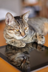 Cute little cat with short fur lays on the electronic tablet. The reflexion of kitty on black screen. Tabby color (tiger) kitten with gadget at home. Indoors, copy space, close up, selective focus.