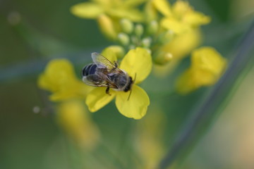 Biene auf Blüte