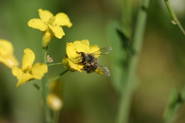 Biene auf Blüte