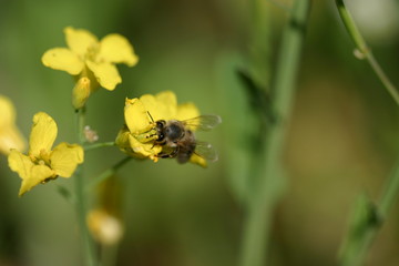Biene auf Blüte