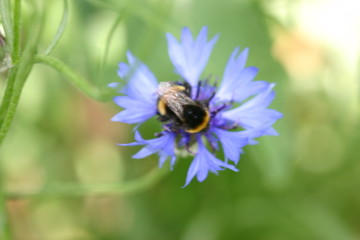 Hummel auf Blüte