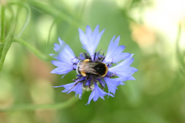 Hummel auf Kornblume