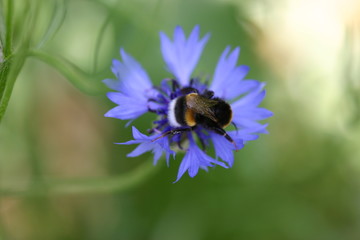 Hummel auf Blüte