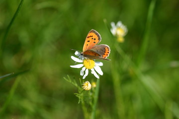 Schmetterling auf Kamille