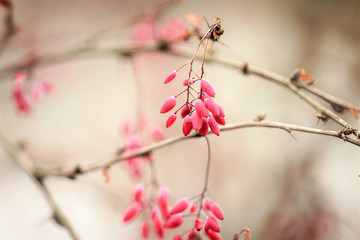 Soft image of barberry branches with pink berries in winter. Mac