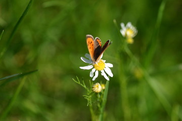Schmetterling auf Kamille