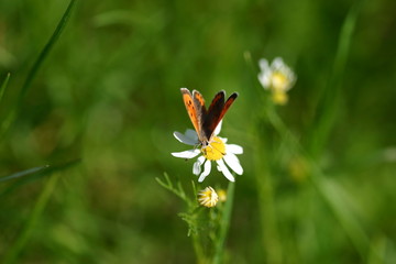 Schmetterling auf Kamille