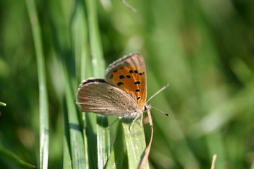 Schmetterling auf Kamille