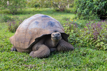Naklejka na ściany i meble Galapagos giant tortoise with muddy domed shell seen staring while grazing in vegetation, Santa Cruz, Galapagos, Ecuador