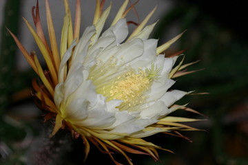 Königin der Nacht Blüte
