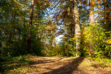 Warm autumn weather. Sun rays and shadows of trees on a path in the forest