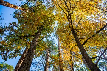 Warm autumn weather. Tall trees reach for the sky. Yellow tree crowns on a background of blue sky