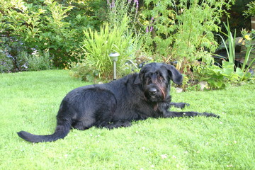 Schwarze Schnauzer