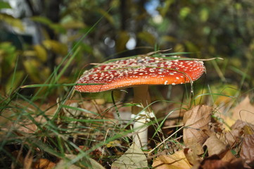 Poisonous mushrooms. Beautiful red fly agaric in the autumn forest.