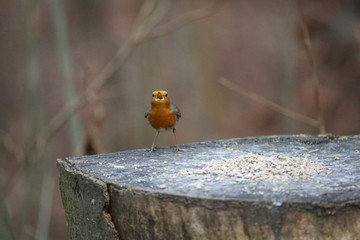 aves varias 