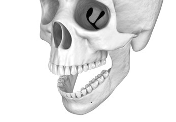 Obraz premium Human white scull. 3D illustration