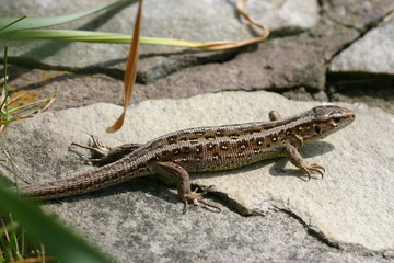 Zauneidechse