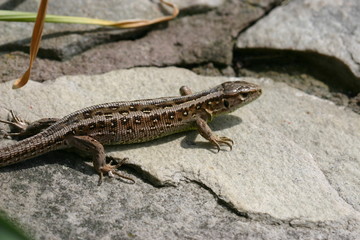 Zauneidechse
