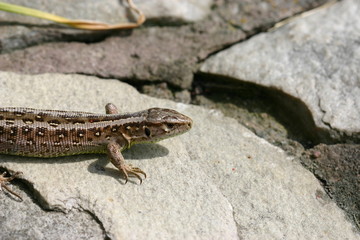 Zauneidechse