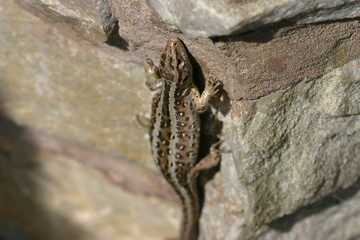 Zauneidechse
