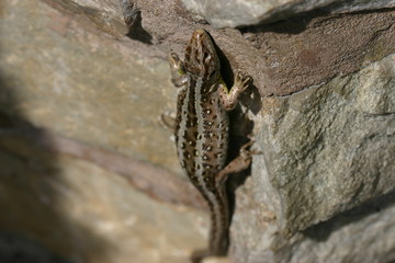 Zauneidechse