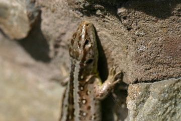 Zauneidechse