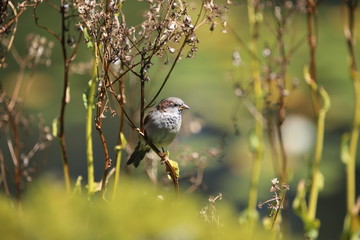 aves varias 