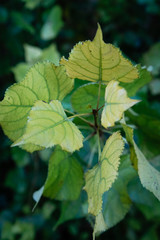 autumn poplar leaves on a branch. light yellow green. With dark streaks. On a sunny day. Vertical orientation.