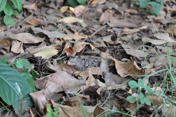 Autumn leaves on the ground
