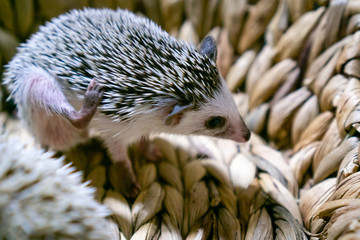 African dwarf hedgehog with big ears in a wicker basket. He lifted his back leg. Horizontal orientation